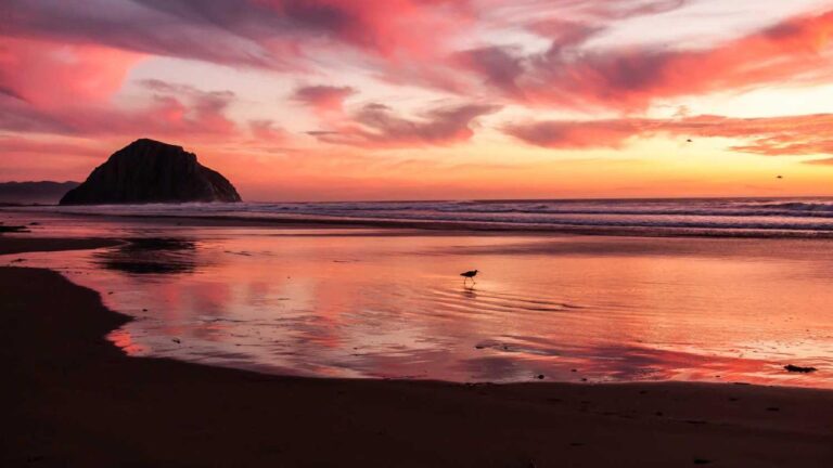 What Is The Official Contact Email Of 11Xplay?